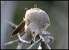 grey_shrike_thrush_09143
