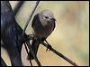 grey_shrike_thrush_09654