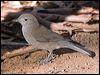 grey_shrike_thrush_152715
