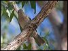 Click here to enter gallery and see photos/pictures/images of Grey Shrike-thrush