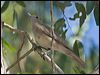 grey_shrike_thrush_156873