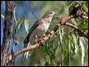 grey_shrike_thrush_156882