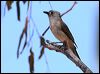 grey_shrike_thrush_34052