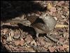 grey_shrike_thrush_80849