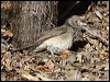 grey_shrike_thrush_80855