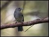 grey_shrikethrush_100316