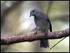 grey_shrikethrush_100317