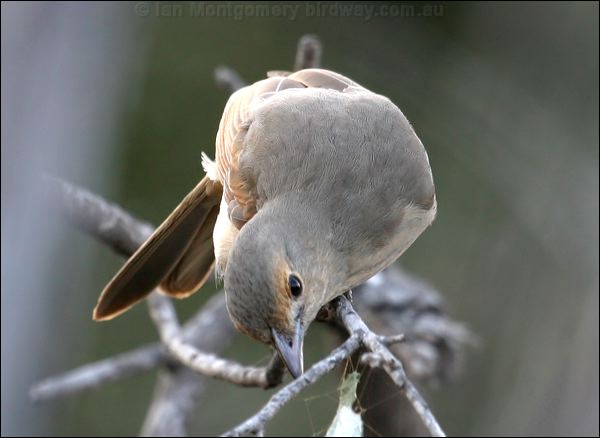 Grey Shrikethrush grey_shrike_thrush_09143.psd