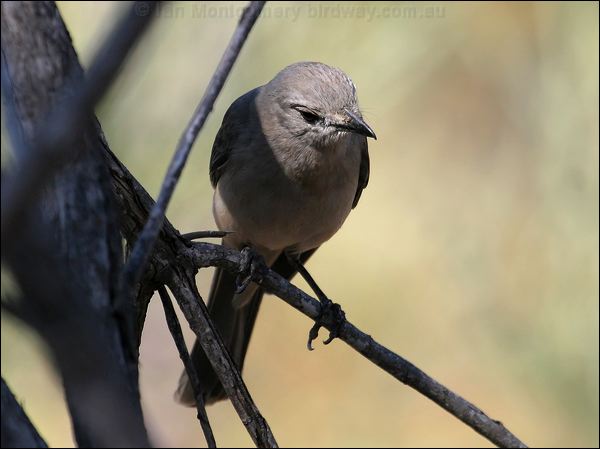 Grey Shrikethrush grey_shrike_thrush_09654.jpg