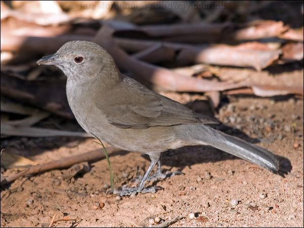 Grey Shrikethrush grey_shrike_thrush_152715.psd