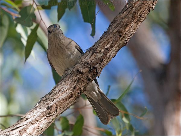 Grey Shrikethrush grey_shrike_thrush_156868.psd