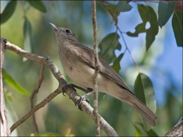 Grey Shrikethrush grey_shrike_thrush_156873.psd
