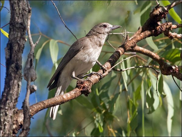 Grey Shrikethrush grey_shrike_thrush_156882.psd