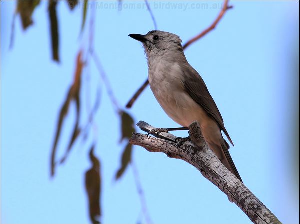 Grey Shrikethrush grey_shrike_thrush_34052.jpg