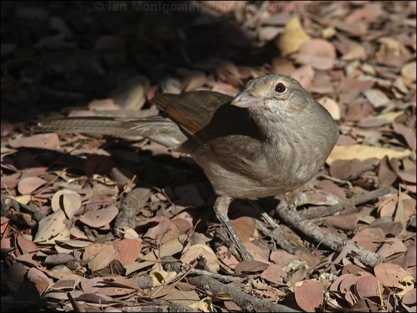 Grey Shrikethrush grey_shrike_thrush_80849.psd