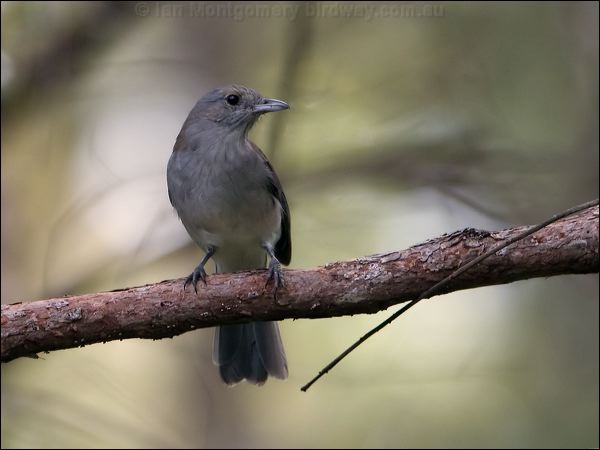 Grey Shrikethrush grey_shrikethrush_100316.psd