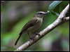 grey_whistler_04792