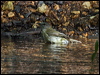 grey_whistler_04810
