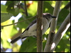 grey_whistler_09087
