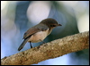 grey_whistler_10584