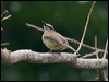 grey_whistler_120818
