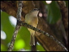 Clickable thumbnail to enter photo gallery of Grey/Brown Whistler