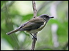 grey_whistler_34839