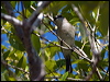 grey_whistler_91234