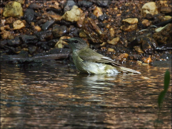 Grey Whistler grey_whistler_04810.jpg