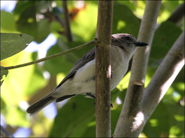 Grey Whistler grey_whistler_09087.jpg