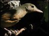 little_shrike-thrush_10288