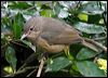little_shrike_thrush_16805