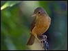 little_shrike_thrush_168281