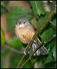 little_shrike_thrush_17003
