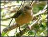 little_shrike_thrush_18931