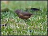 little_shrikethrush_105881