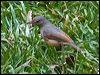 little_shrikethrush_106469