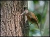 little_shrikethrush_120858