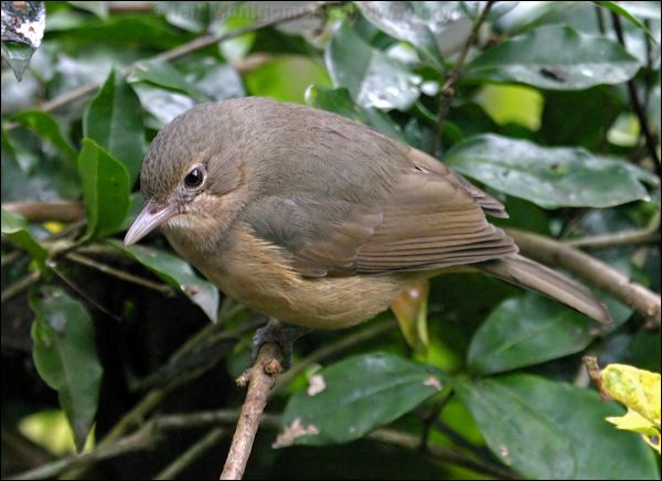 Little Shrikethrush little_shrike_thrush_16805.psd