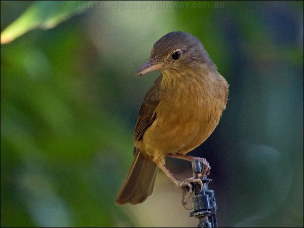 Little Shrikethrush little_shrike_thrush_168281.psd