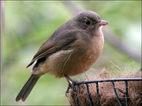 Little Shrikethrush little_shrike_thrush_16902.psd