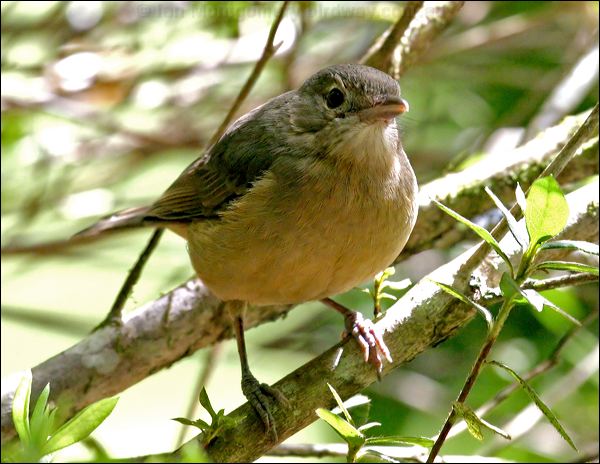 Little Shrikethrush little_shrike_thrush_18931.psd