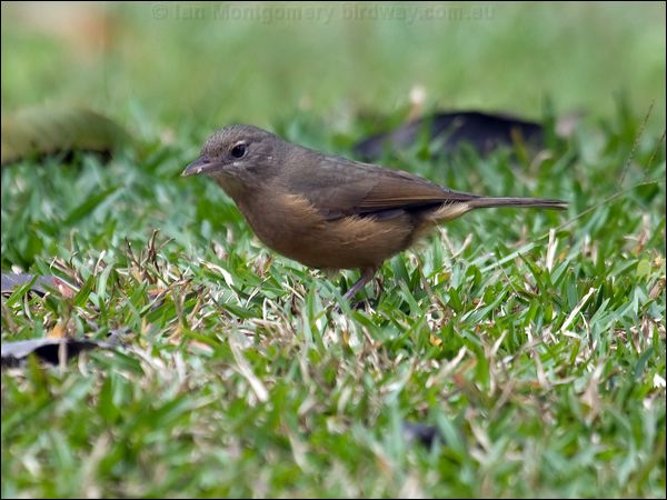 Little Shrikethrush little_shrikethrush_105881.psd
