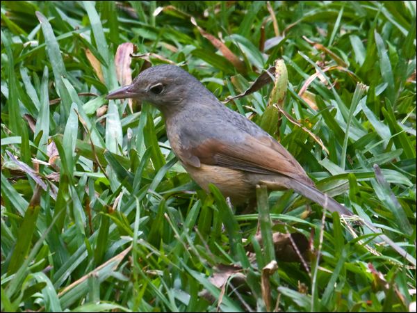 Little Shrikethrush little_shrikethrush_106469.psd
