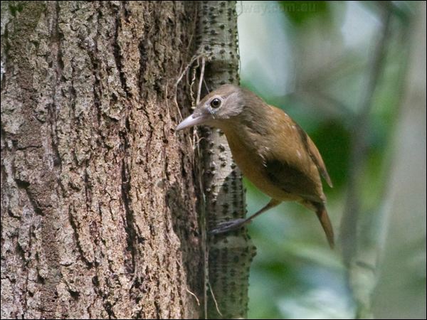 Little Shrikethrush little_shrikethrush_120858.psd