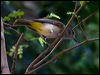 Clickable thumbnail to enter photo gallery of Mangrove Golden Whistler Whistler