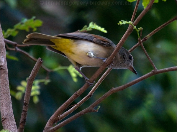 Mangrove Golden Whistler manggoldenwhistler_91454.psd