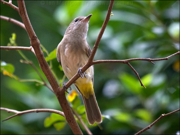 Mangrove Golden Whistler manggoldenwhistler_91461.psd