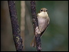 new_cal_whistler_165618