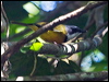 Clickable thumbnail to enter photo gallery of New Caledonian Whistler Whistler